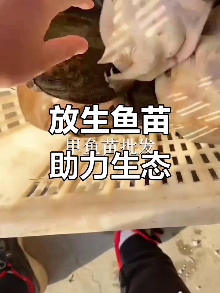 惠州、深圳多地放生鱼苗,助力生态恢复