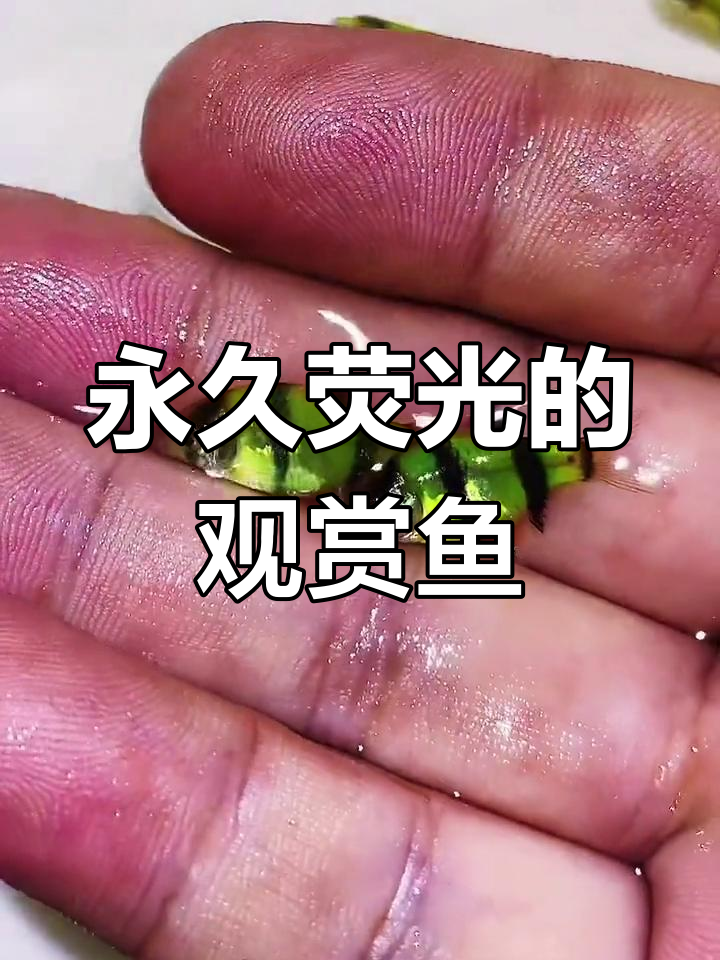 荧光绿虎皮鱼:基因转殖的奇迹