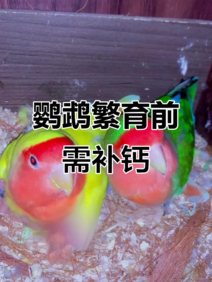 春季鹦鹉繁殖期补钙技巧,墨鱼骨粉助力健康下蛋