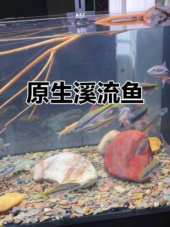 溪流鱼稀石斑:冷水原生观赏,自来水就能养