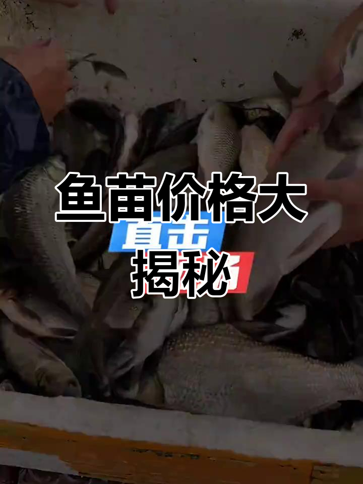 鱼苗批发揭秘:几块钱的鱼苗成本竟然这么低