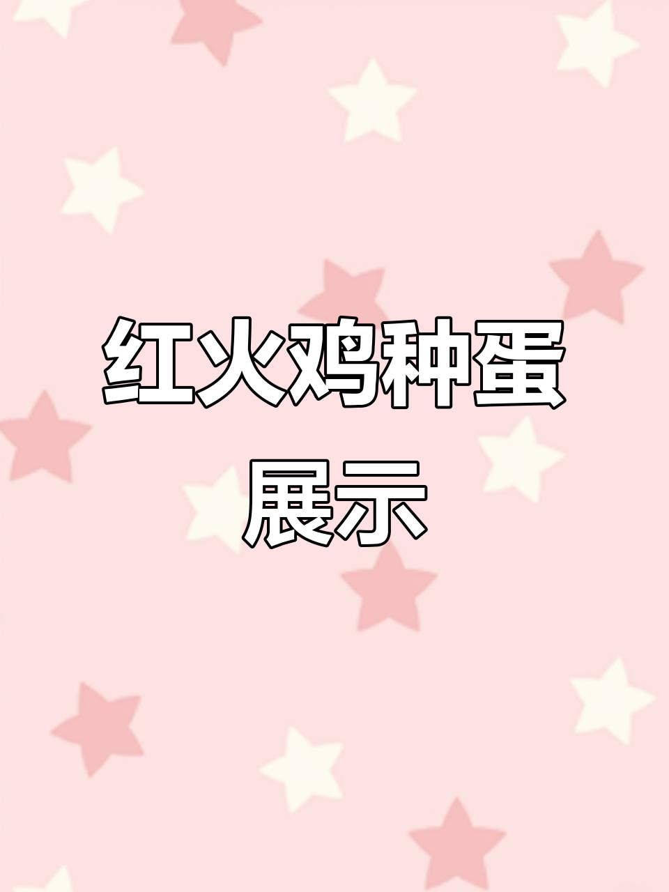 观赏红火鸡种蛋,快乐小鸡的奇妙世界