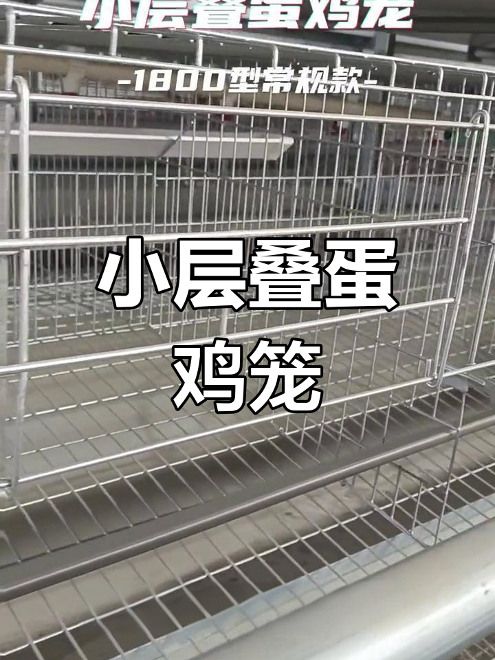 自动化鸡笼设备提升养殖效率