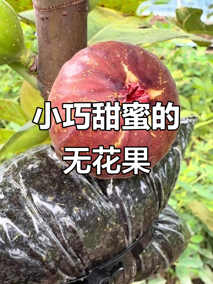 哈代无花果,小巧却丰产,甜美细腻,阳台种植最佳选择!