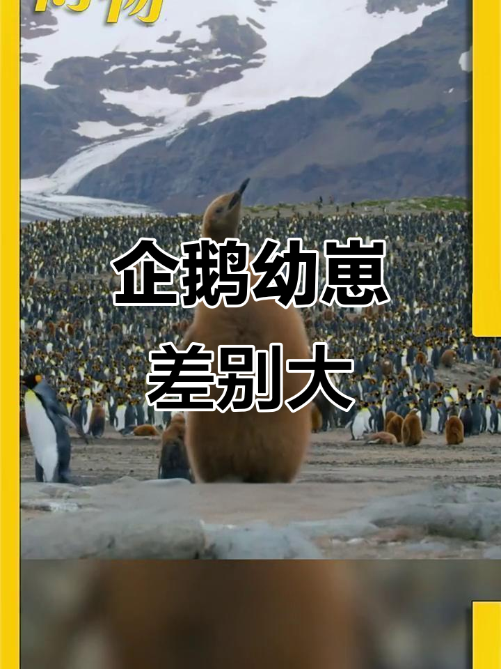 王企鹅和帝企鹅的幼崽差异大,竟然像猕猴桃和小拖布!
