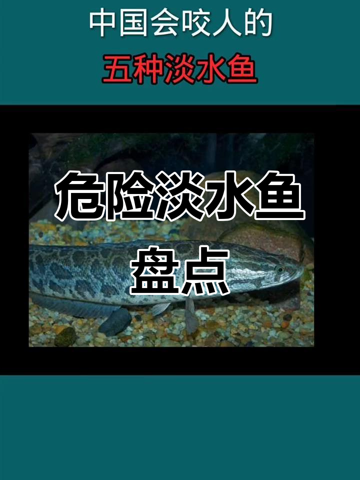 中国五大凶猛淡水鱼,小心被咬!