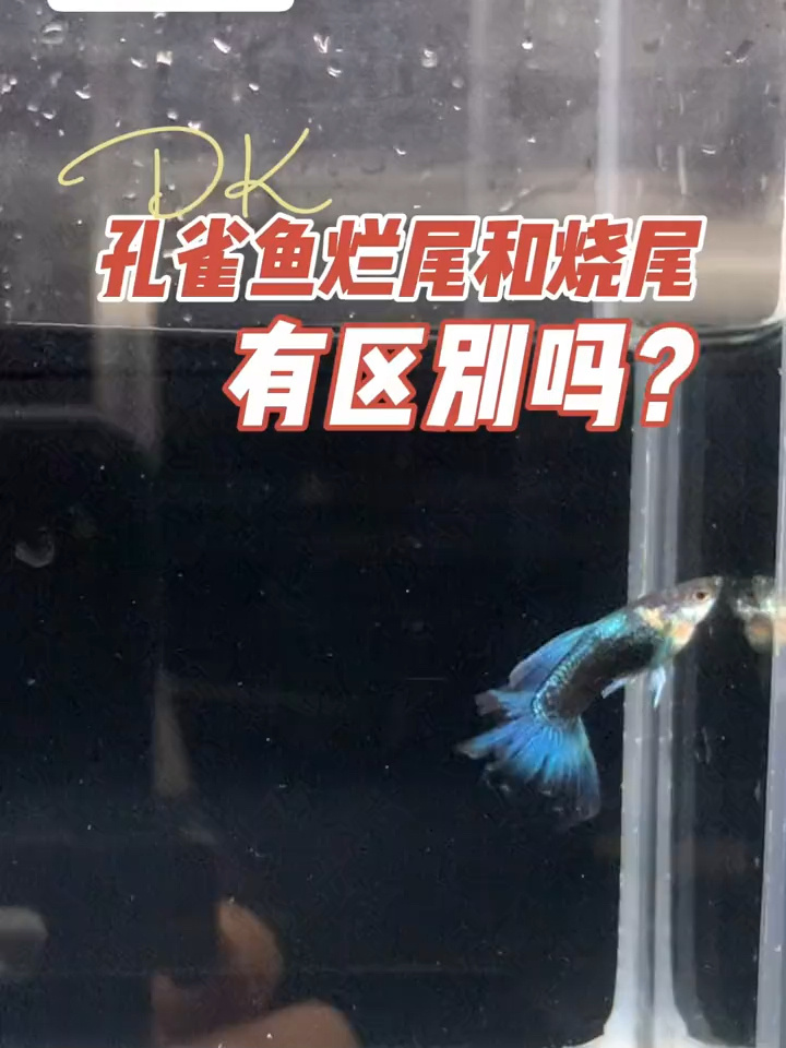 孔雀鱼烧尾和烂尾怎么处理呢?