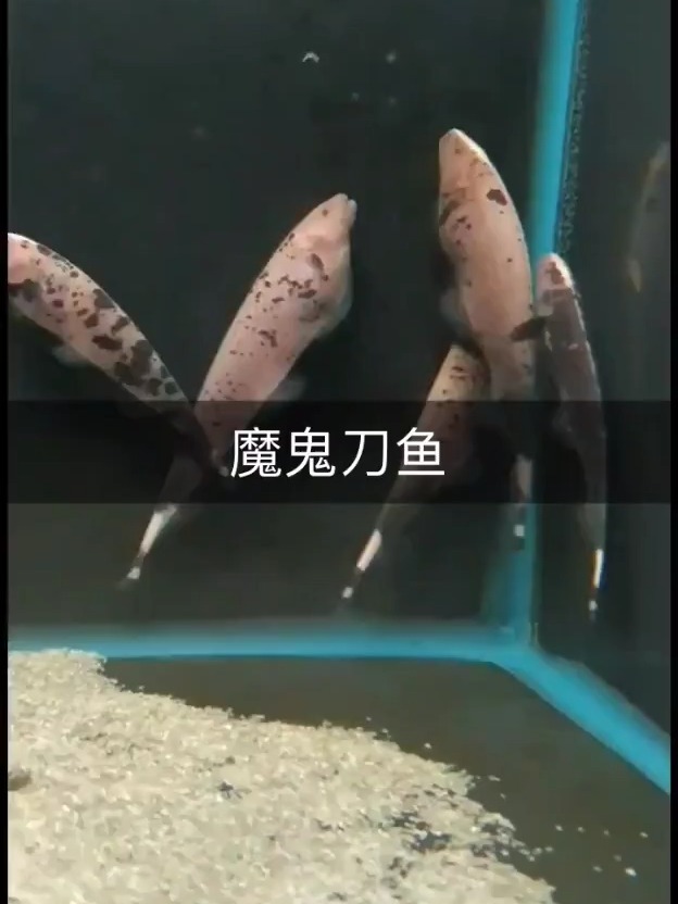 魔鬼刀鱼 漂亮的观赏鱼