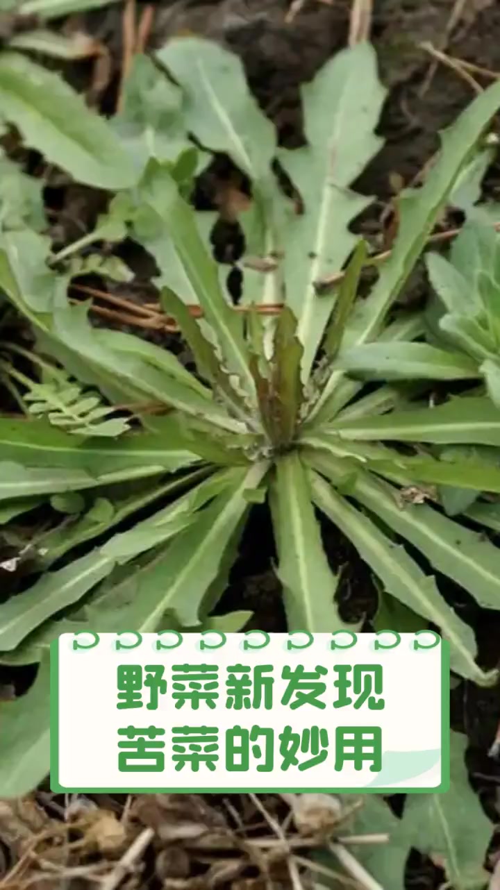 野菜新发现,苦菜的妙用