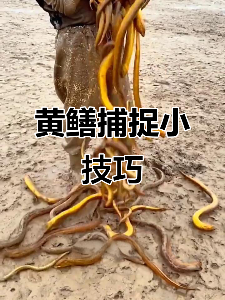 抓黄鳝的秘密武器,诱食剂让鱼获翻倍