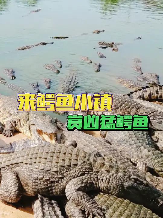 来鳄鱼小镇,赏凶猛鳄鱼