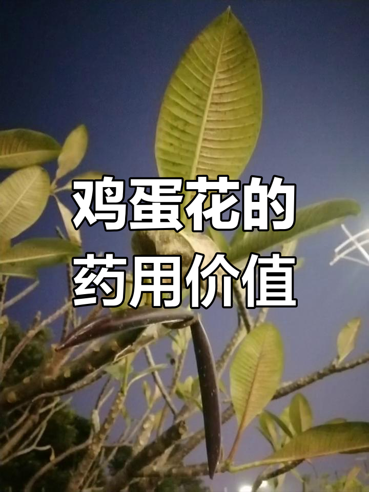 鸡蛋花树结出羊角状果实