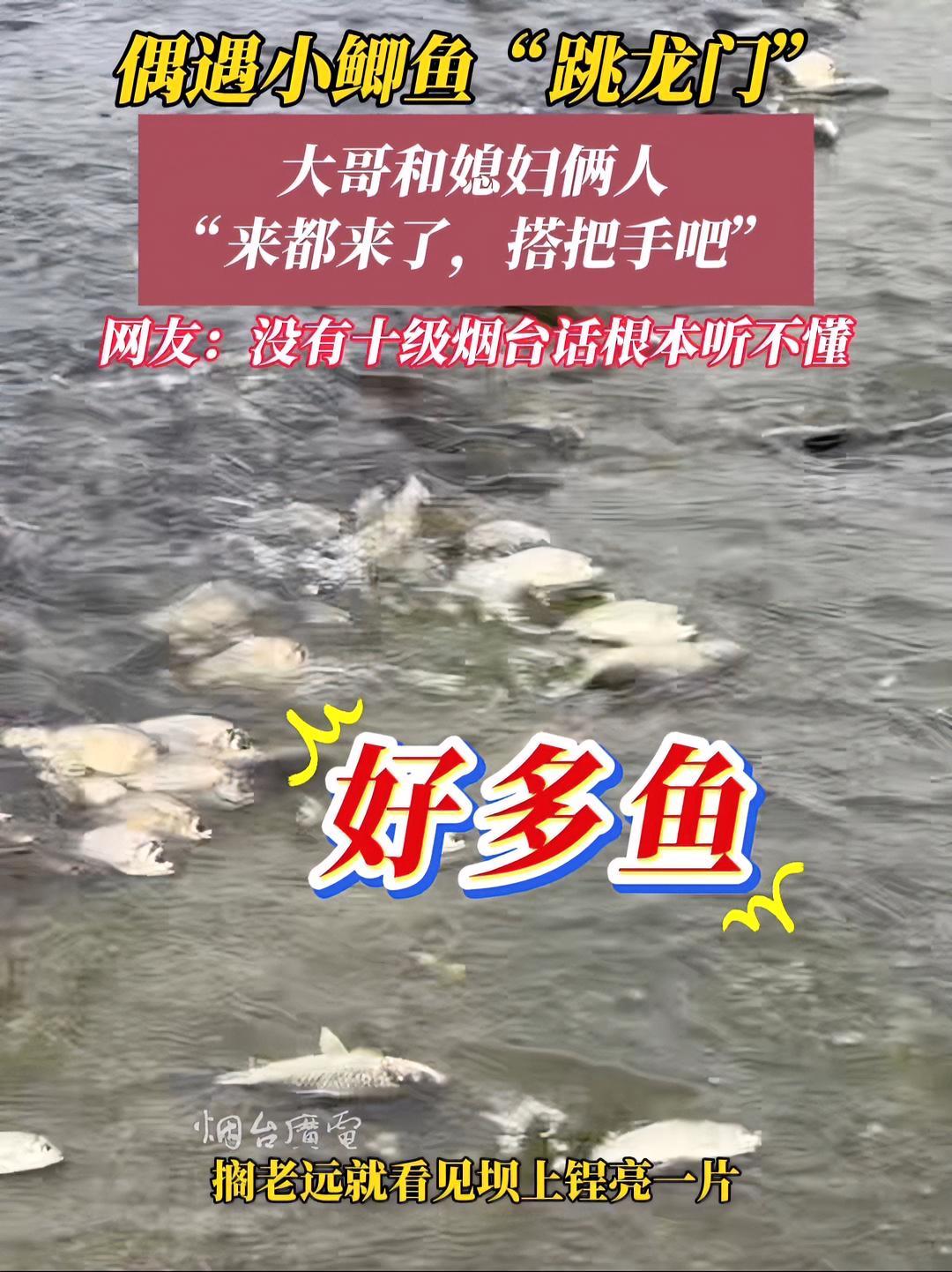 6月3日(采访时间),山东烟台。偶遇小鲫鱼疯狂“跳龙门”,大哥:这届鱼太拼了,必须助力!感