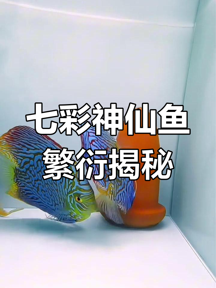 七彩神仙鱼繁殖全过程,长廊中的神奇产卵瞬间