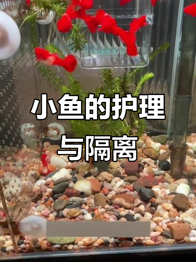 孔雀鱼生小鱼后怎么办?这些处理技巧你必须知道