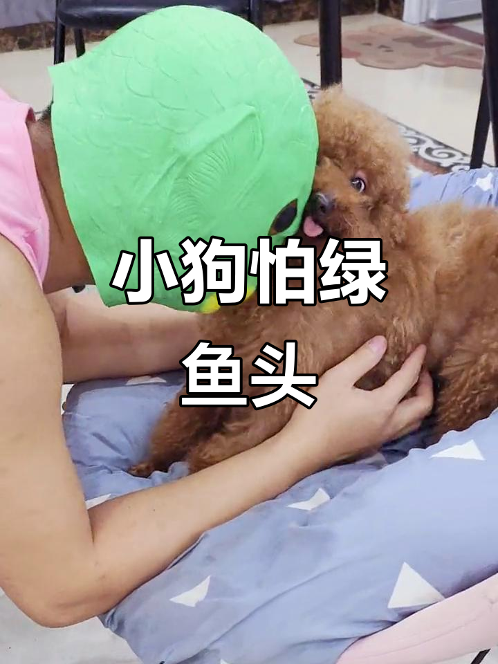 狗狗被绿鱼头吓到,小家伙的反应太有趣了
