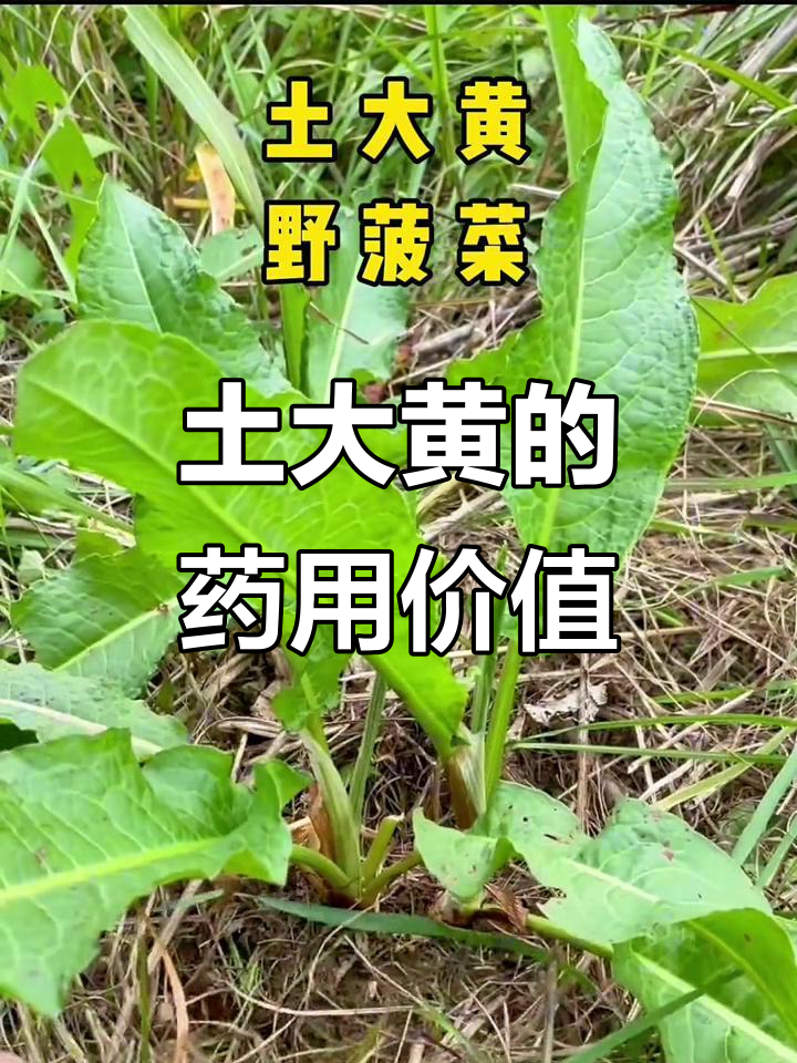 农村常见却常被忽视的野菠菜,竟有这么多神奇功效!