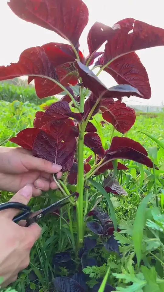 红苋菜种子,阳台花盆小院都能种植