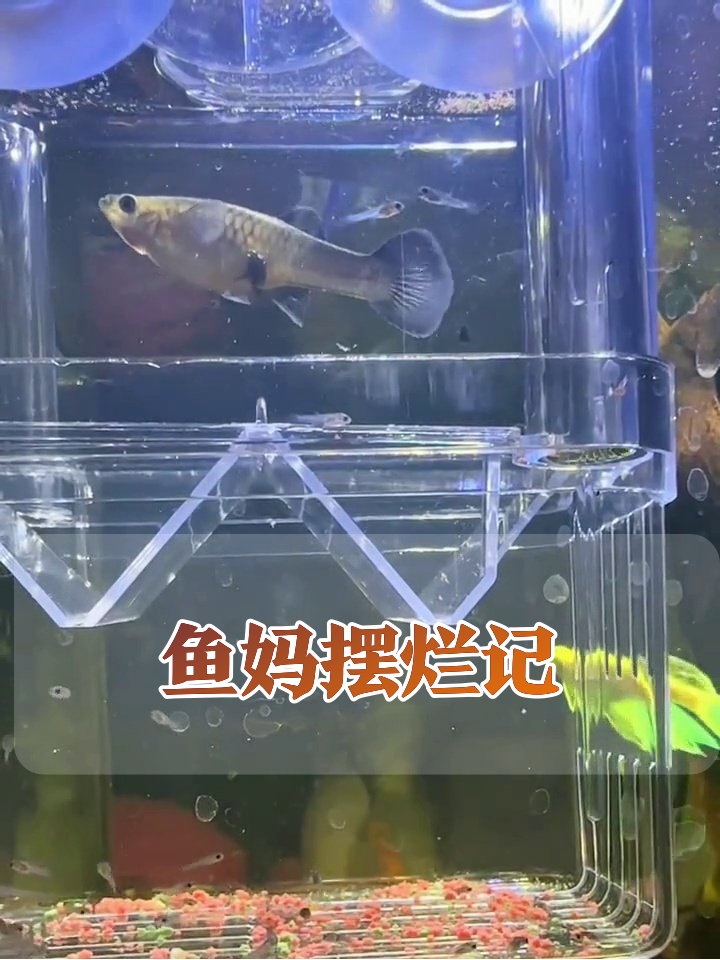鱼妈产房直播:生完崽秒变摆烂大师,小鱼苗集体干饭忙疯了