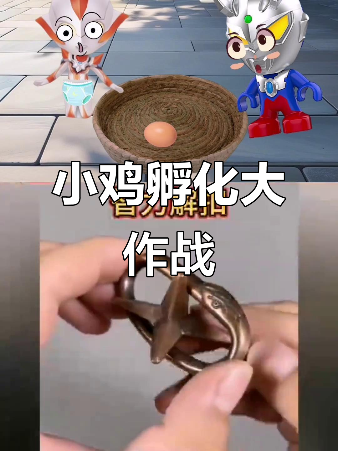 鸡蛋孵不出小鸡?鸡妈妈帮忙照顾,终于有新生命了!