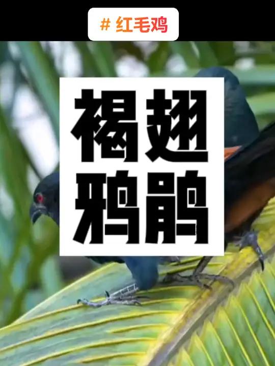 红毛鸡是杂食性鸟类,主要以毛虫、蝗虫、甲虫、蚁类等昆虫或昆虫幼虫等为食,也捕食蜈蚣、蟹、蚯