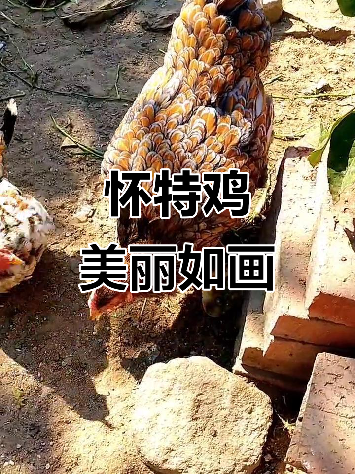 怀特鸡:鱼鳞羽毛与双冠的美丽观赏品种