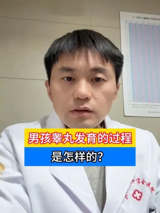 男孩睾丸发育过程是怎么样的?