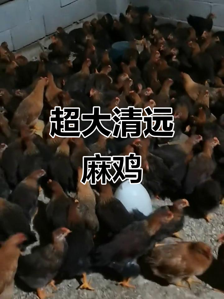 清远麻鸡2号品种，大只又美味，八九斤重超值体验