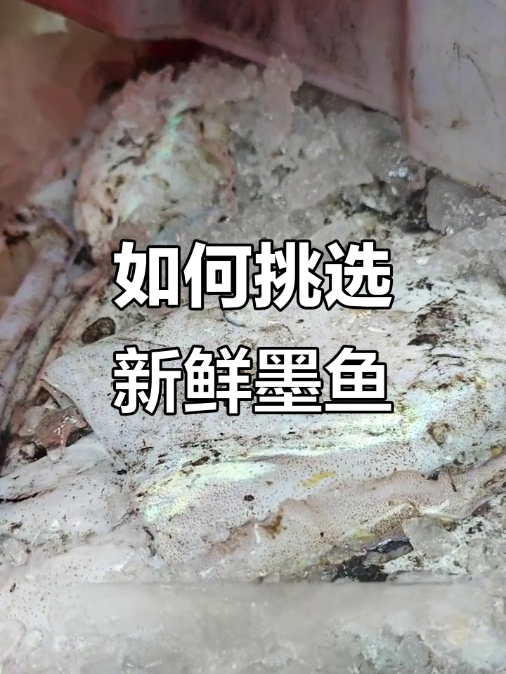 新鲜舟山墨鱼大揭秘！如何辨别墨鱼的鲜美程度