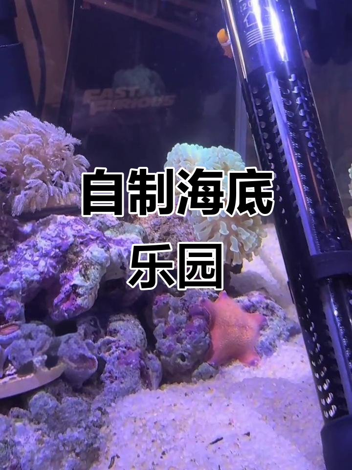 打造迷你海洋世界,珊瑚、海星与小丑鱼齐聚