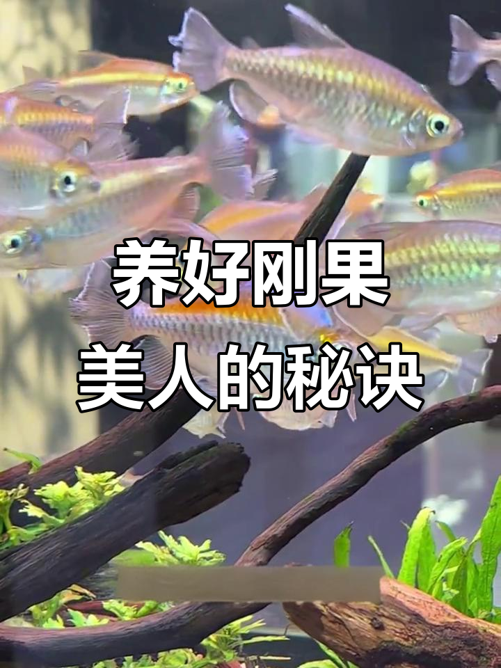 刚果美人鱼饲养全攻略:如何避免常见问题