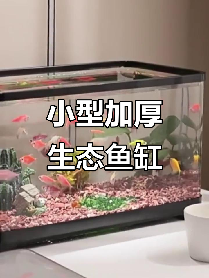 透明AS塑料鱼缸,打造生态办公环境,鱼儿自由畅游