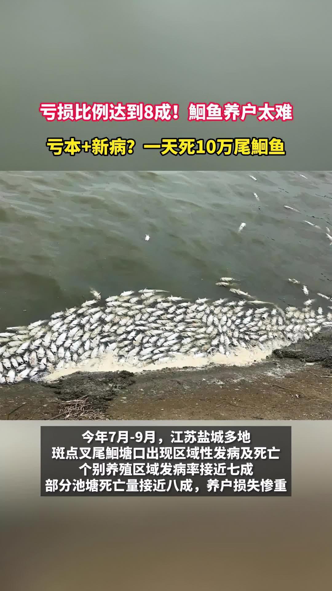 一天死10万尾鮰鱼!亏损比例达到8成!鮰鱼养户太难 鮰鱼养殖 斑点叉尾鮰 水产养殖