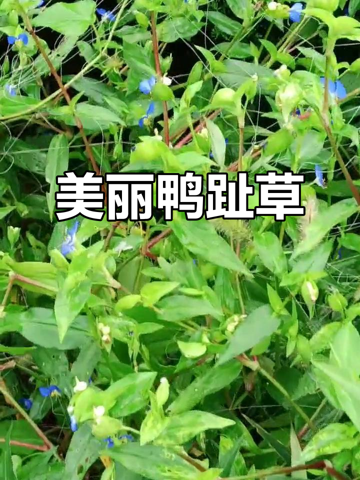 鸭趾草:蓝色花朵如蝉翼,古称避蝉草,观赏与食用两不误