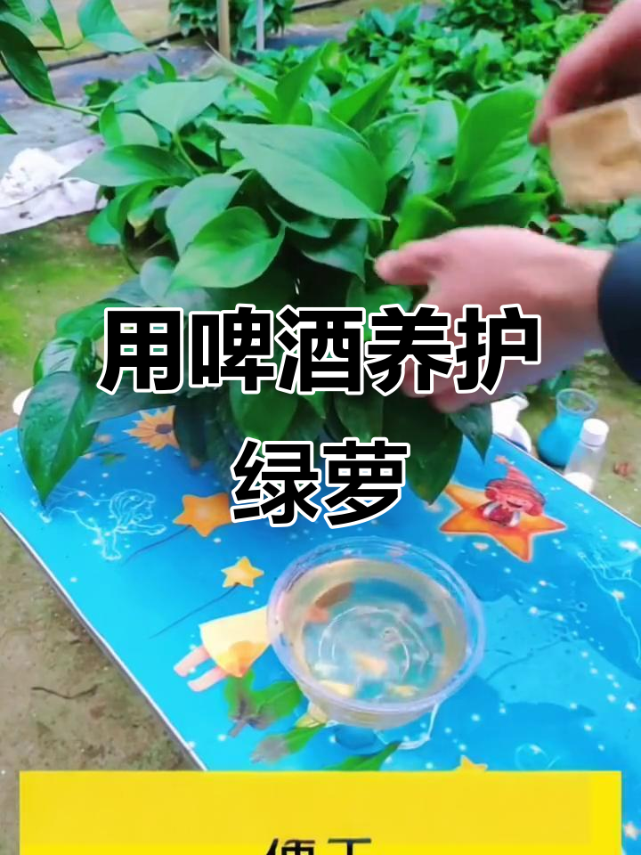 啤酒浇绿萝的正确方法,轻松清洁叶片