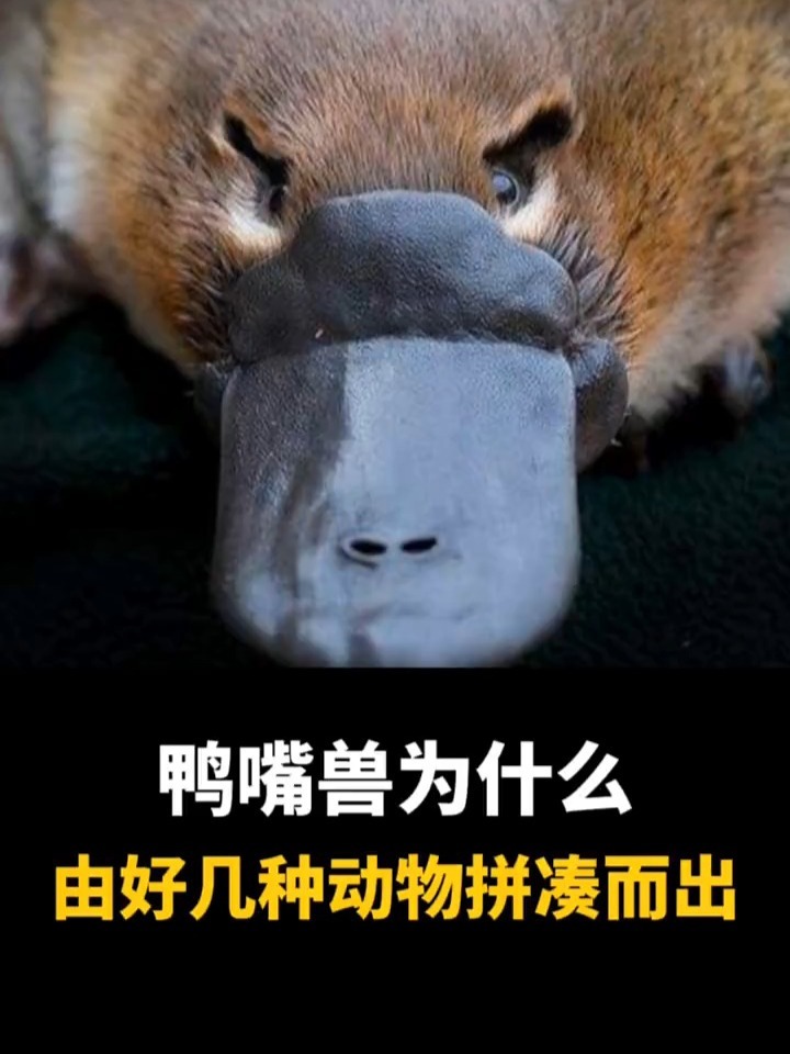 鸭嘴兽是最奇葩的动物,真真正正的四不像