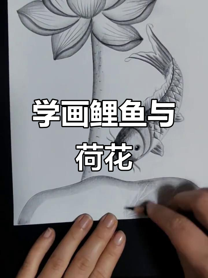 鲤鱼荷花画法,简单又好看