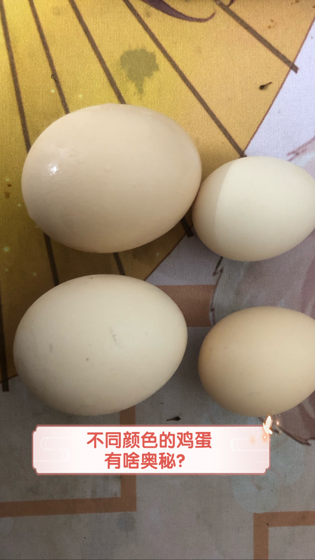 不同颜色的鸡蛋有啥奥秘?