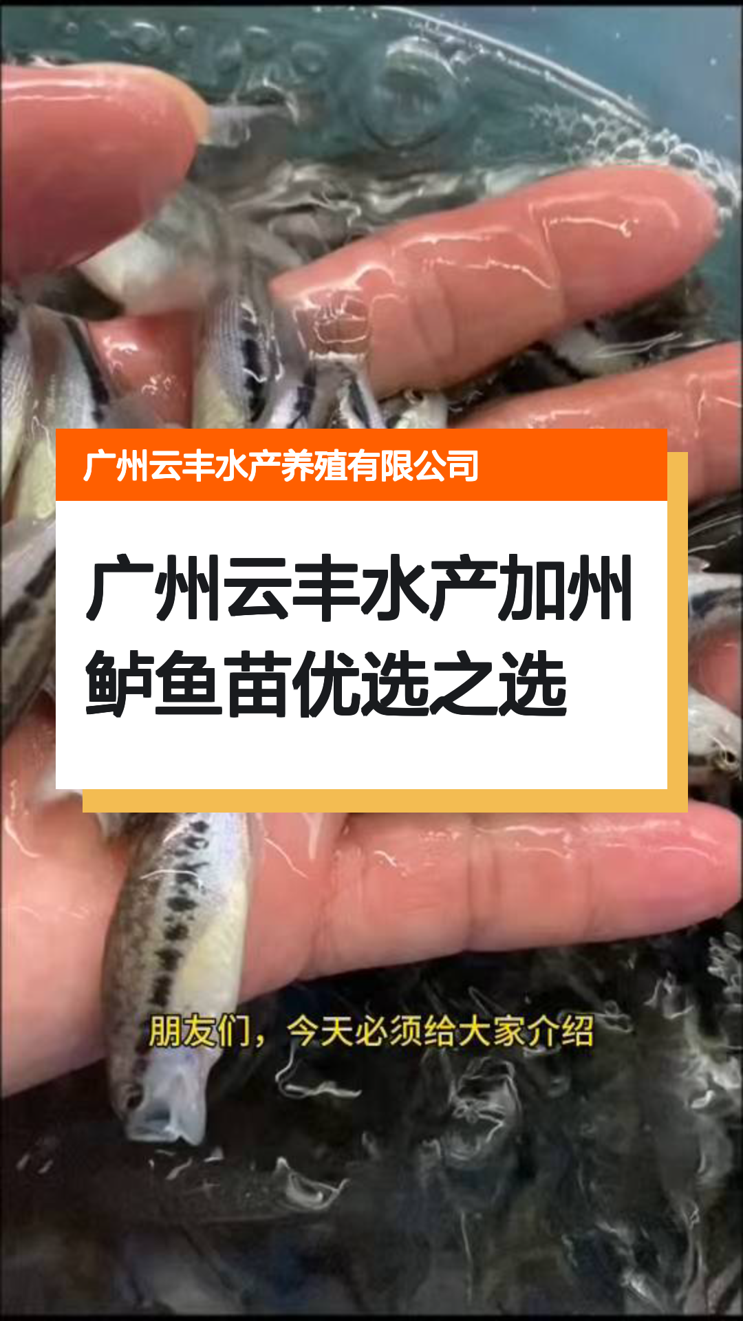 广州云丰水产加州鲈鱼苗优选之选