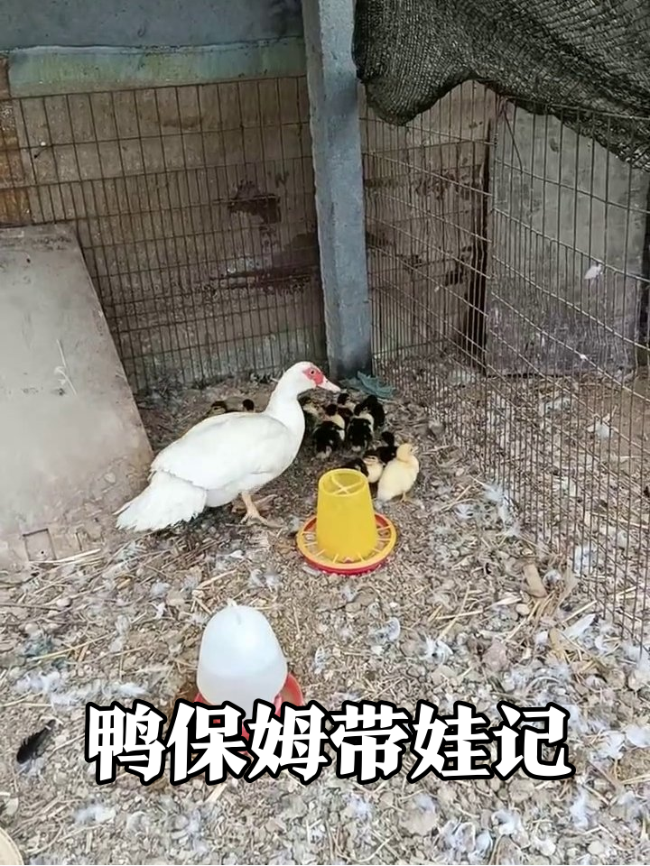 鸭界超级保姆!大白鸭带一群小鸭子和小鸡蹭饭