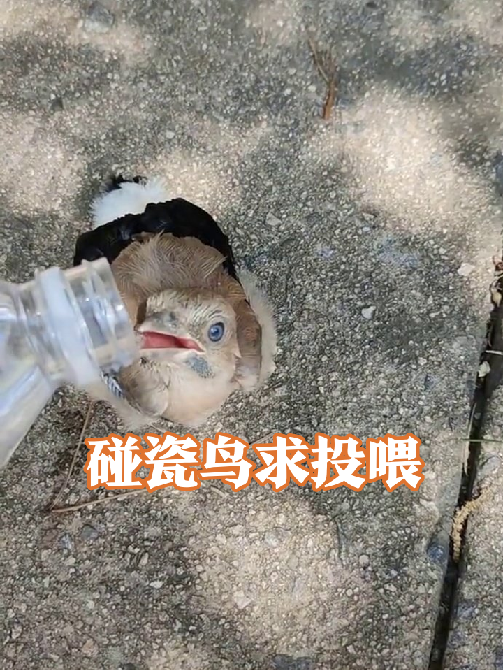 四仰八叉小鸟碰瓷求水喝，吨吨吨喝出表情包