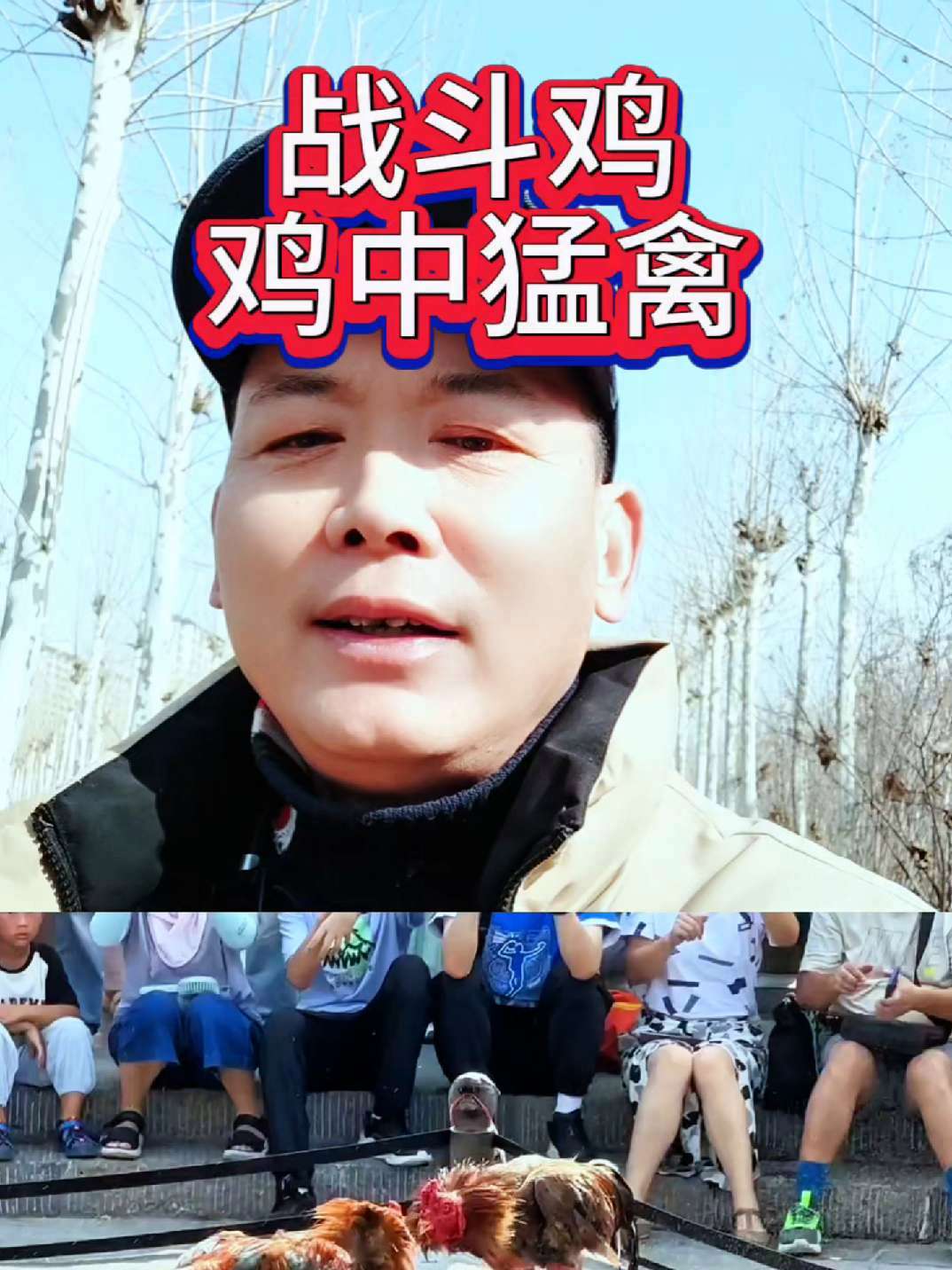 鸡的品种很多,斗鸡,做为一类品种,今天带你了解养鸡人对鸡的认知 养鸡知识 斗鸡文化 鸡 鸡