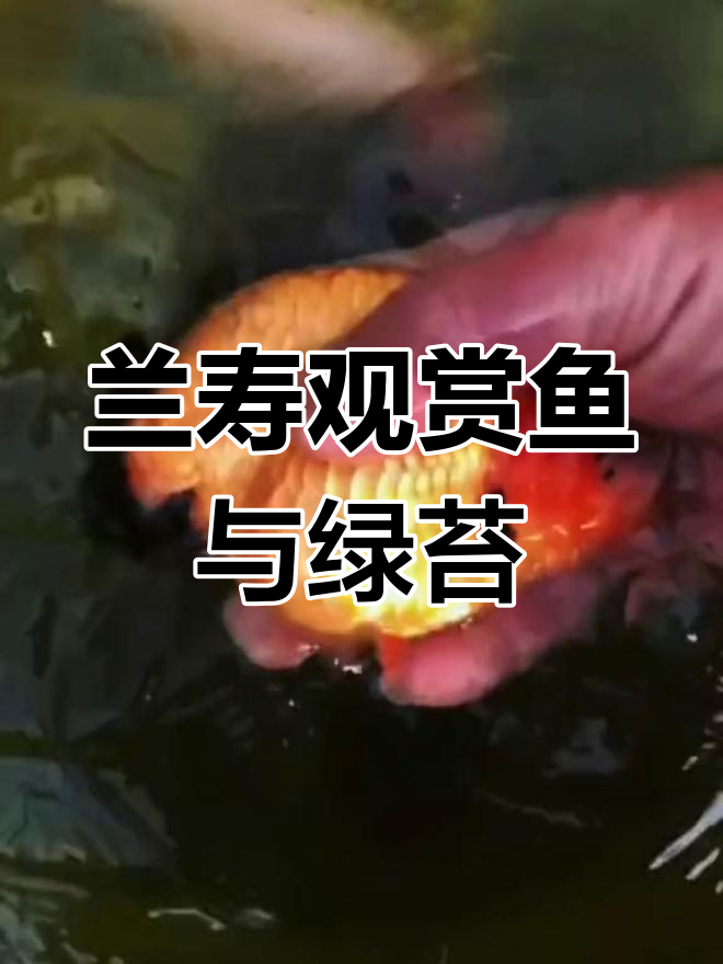 兰寿金鱼与清水绿苔的完美结合,打造水族美景