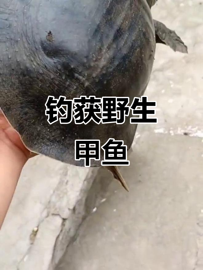 钓鱼人捕获野生甲鱼，高端食材到手！