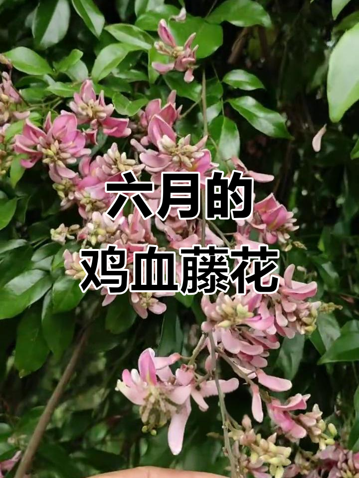 六月鸡血藤花开,美丽又神秘