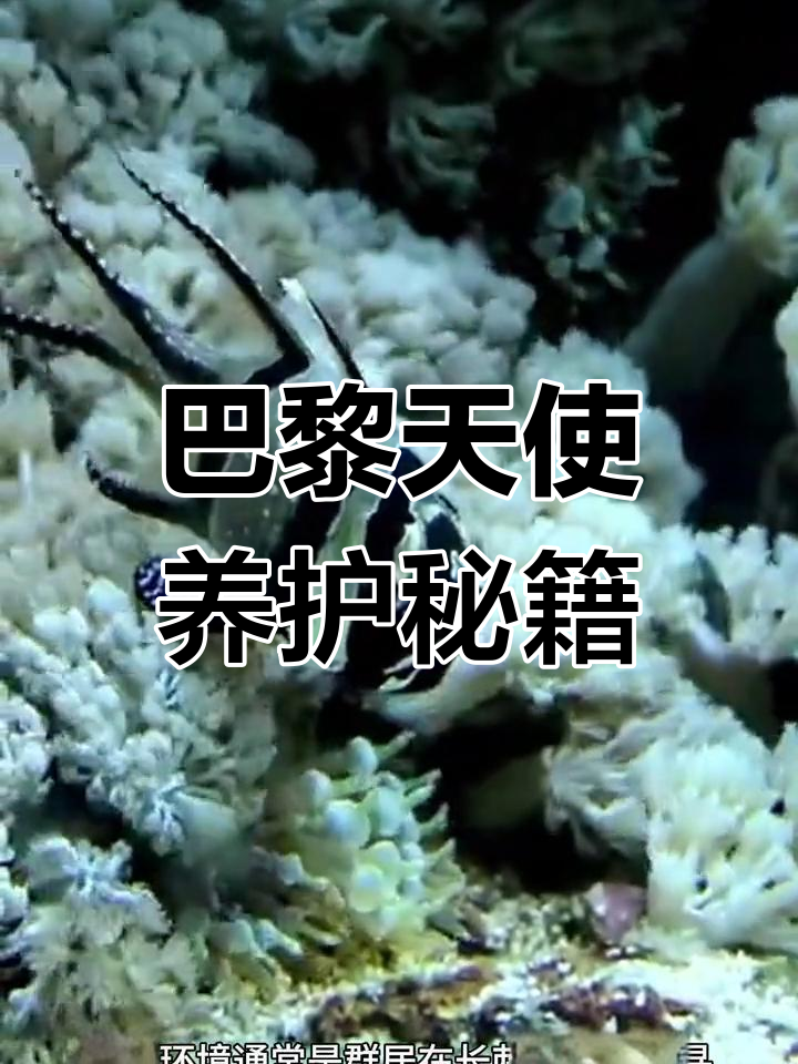 巴黎天使养殖全攻略:繁殖、白点问题解答