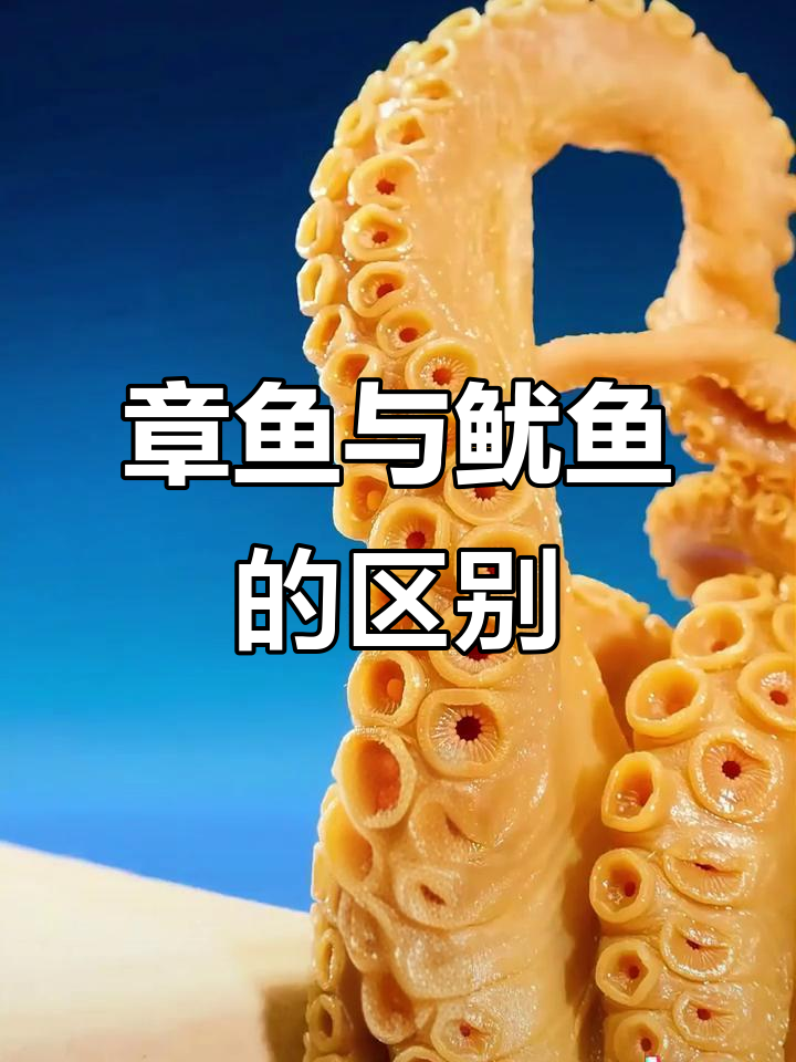 鱿鱼和章鱼的真正区别,原来吸盘结构大不同!