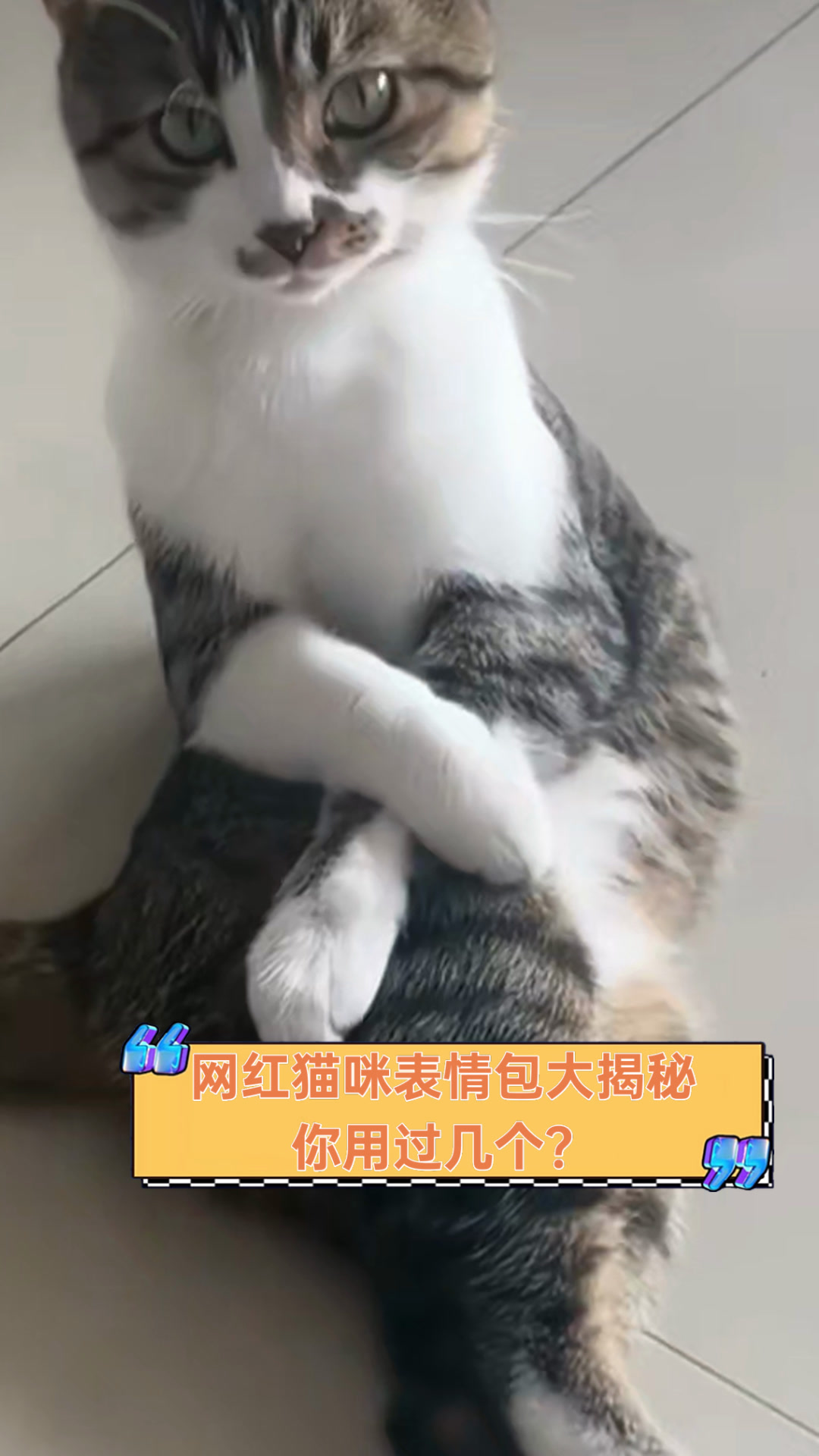 网红猫咪表情包大揭秘,你用过几个?