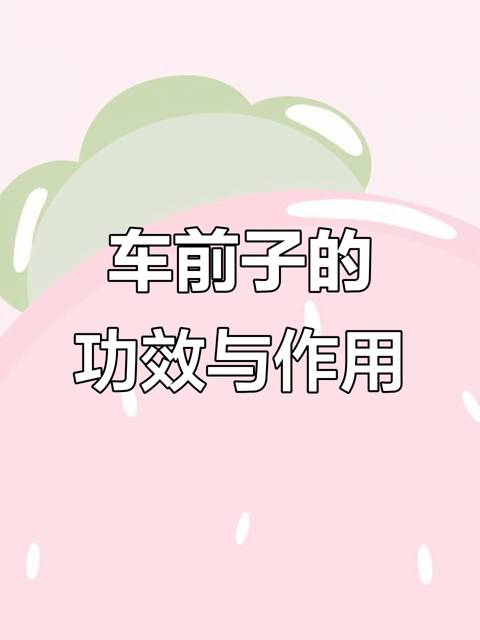 车前子:利尿通淋,明目止咳的良药
