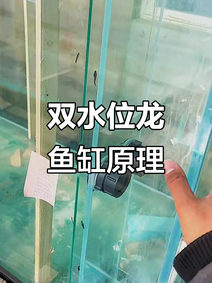 龙鱼缸双水位设计,轻松解决掉眼问题